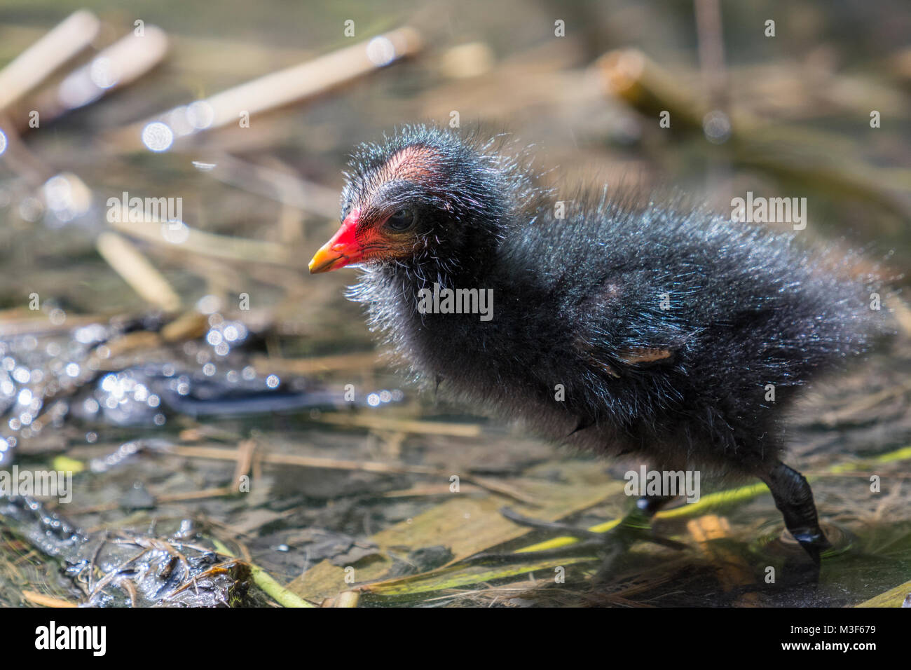 Marsh hen hires stock photography and images Alamy