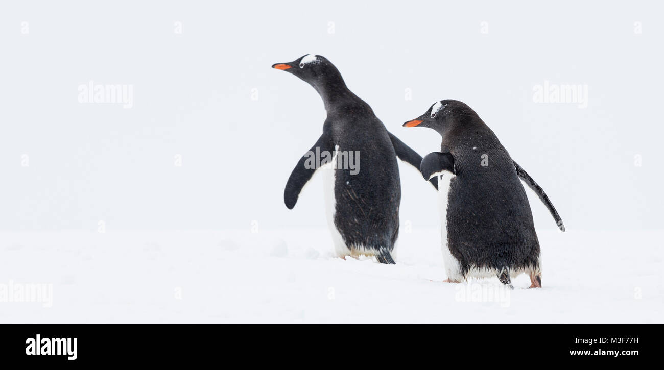 Two adult gentoo penguins walking in unison in Antarctica against a clear, white background. Stock Photo