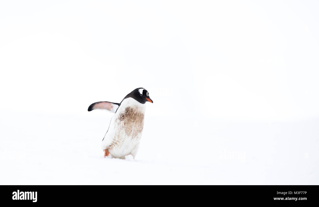 A lone gentoo penguin on the move in Antarctica, set against a clear, white background. Stock Photo