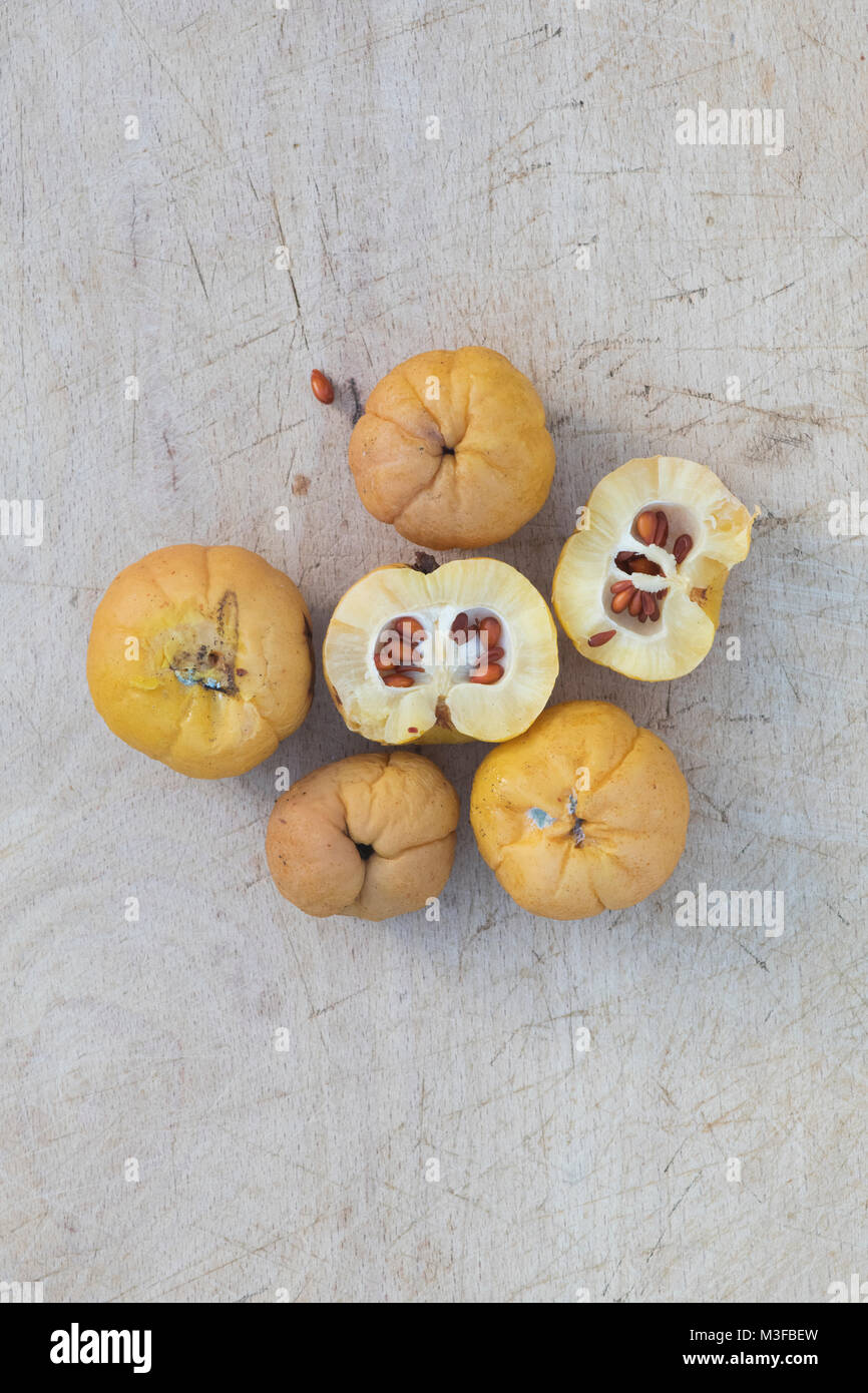 Chaenomeles x superba 'Crimson and Gold' . Japanese Quince fruit on a wooden board Stock Photo