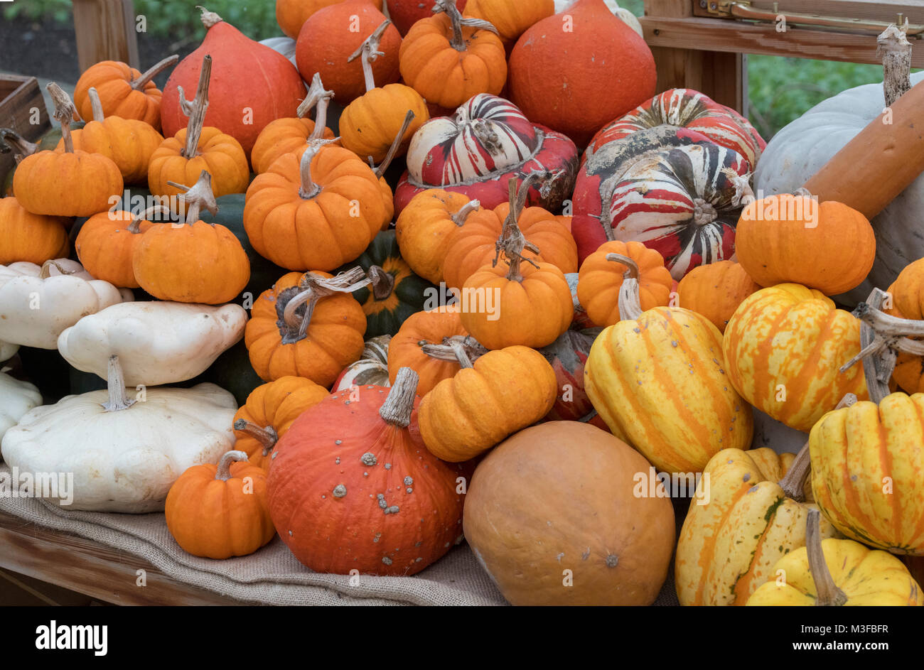 Pumpkin, gourd and squash display in a greenhouse. UK Stock Photo Alamy