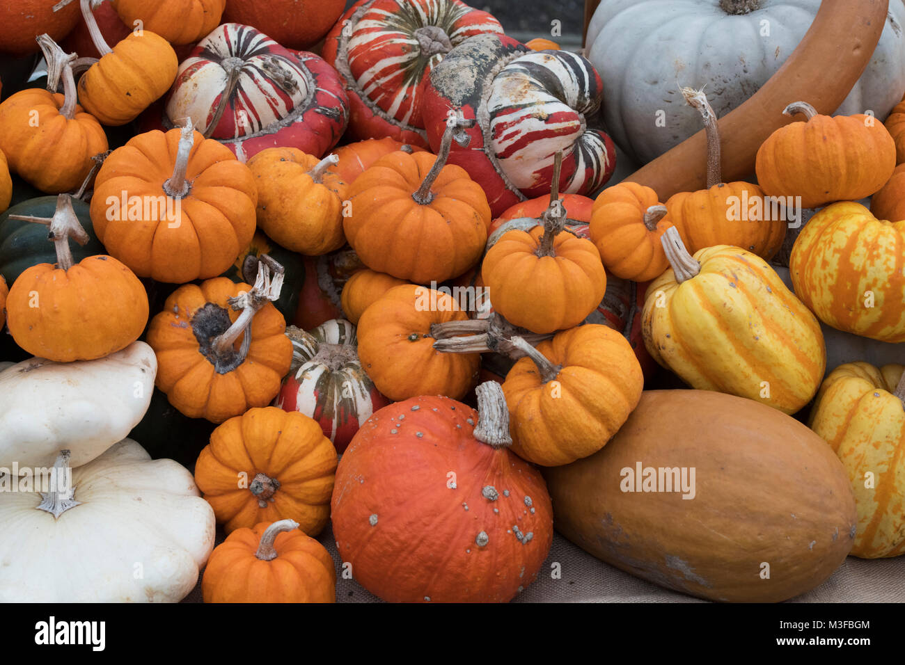 Pumpkin, gourd and squash display in a greenhouse. UK Stock Photo Alamy