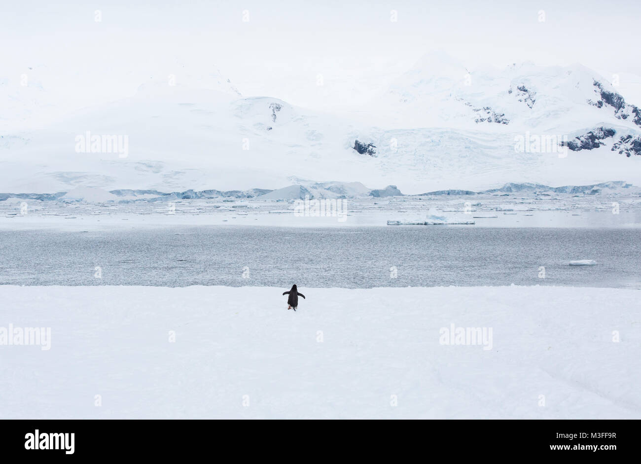 A lone gentoo penguin heading towards the sea at Neko Harbour, Antarctica. Stock Photo