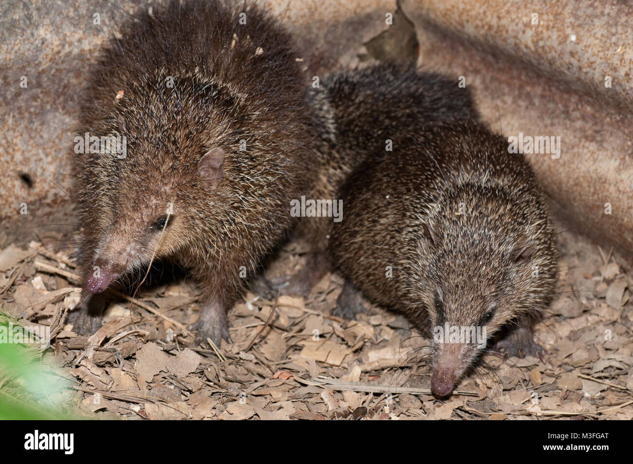 Large Tenrec Tenrecs hi-res stock photography and images - Alamy