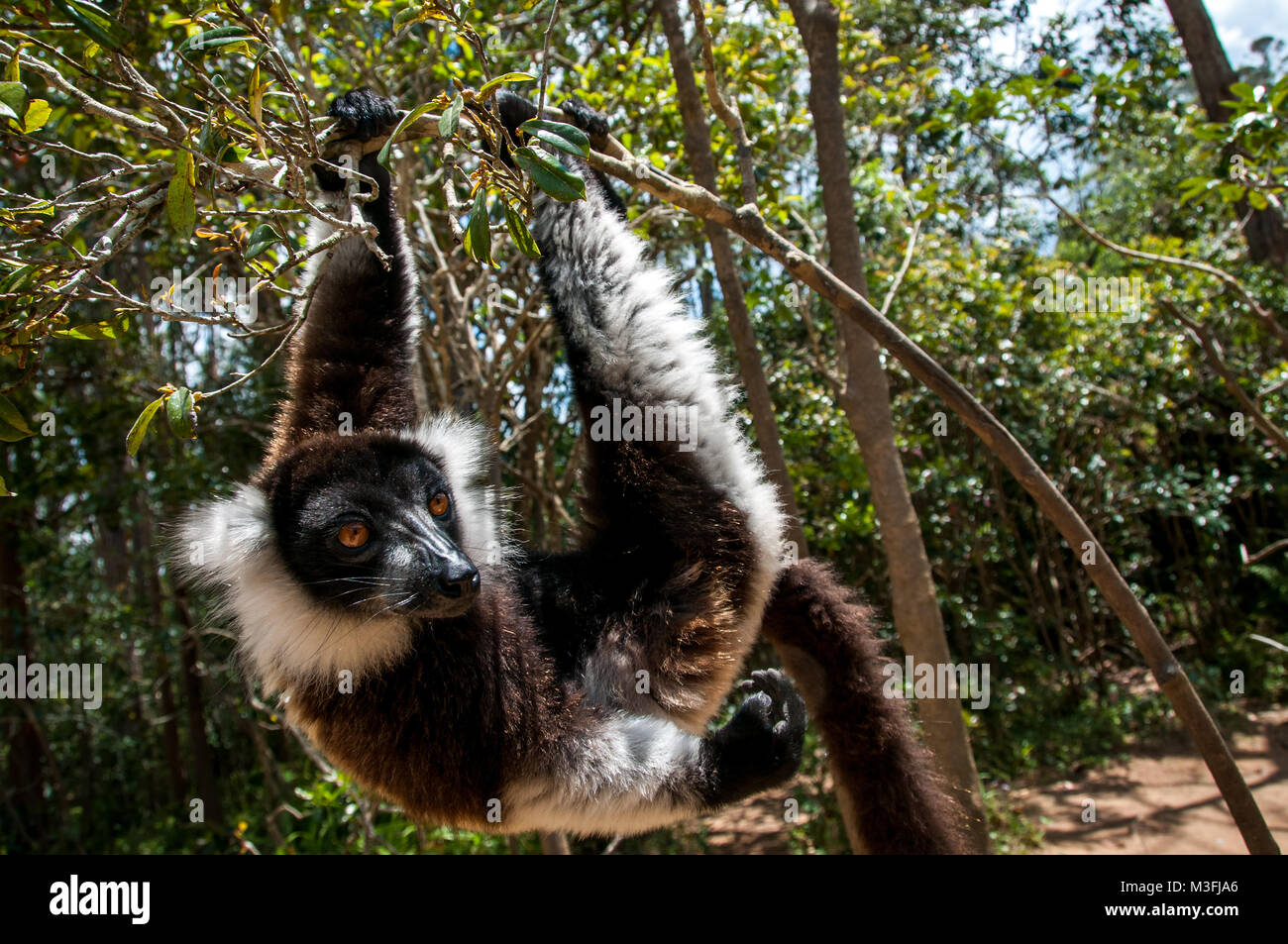 Lemur Pile Ruffed Ruffed lemur hanging hi-res stock photography and images - Alamy