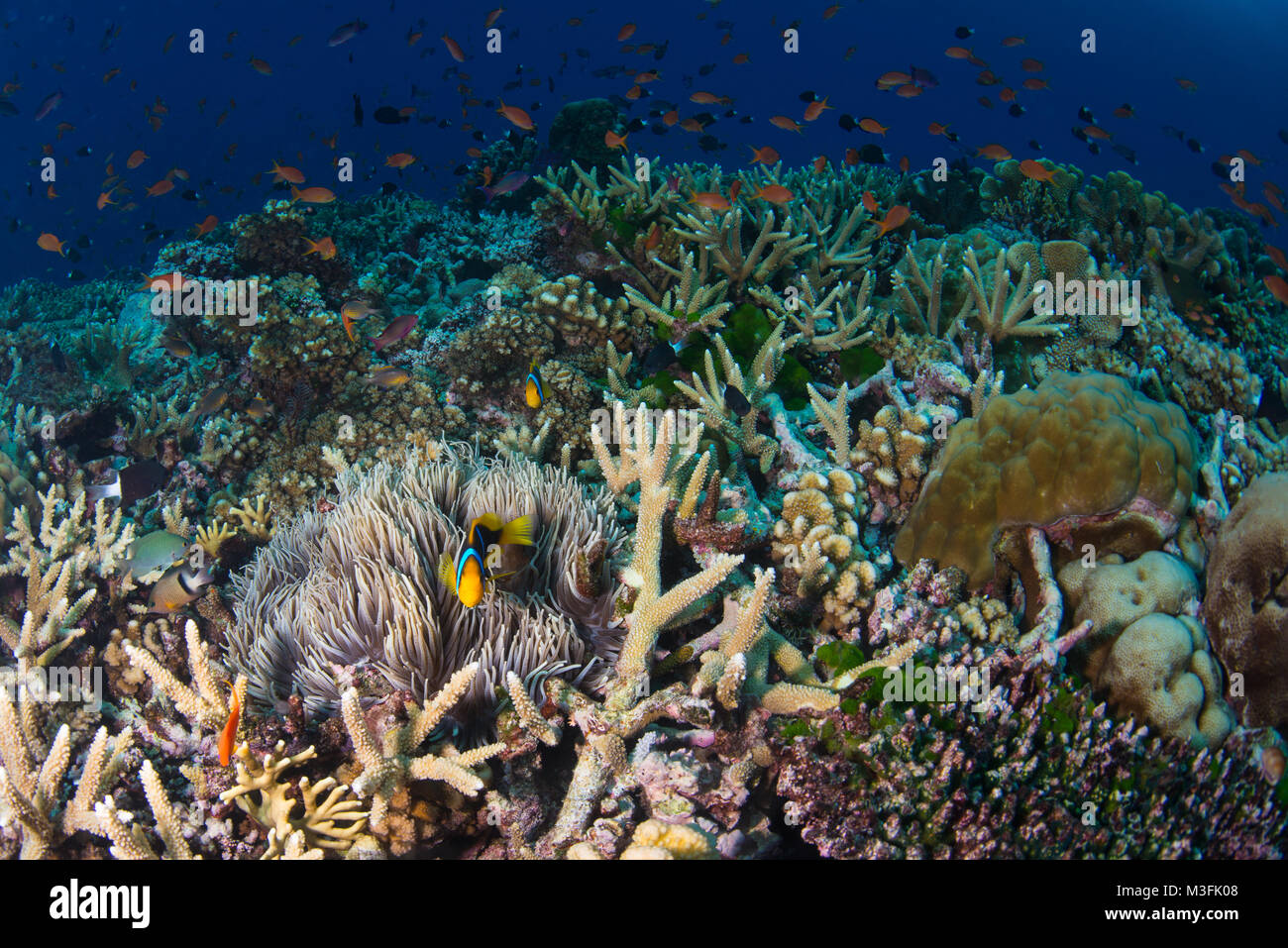 An anemone fish with anathias fish in the background Stock Photo - Alamy