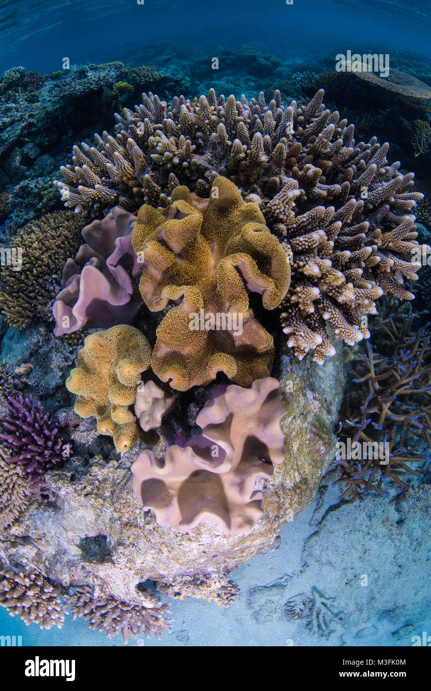 Beautiful hard soft corals hi res stock photography and images Alamy Beautiful hard soft corals hi res stock photography and images Alamy