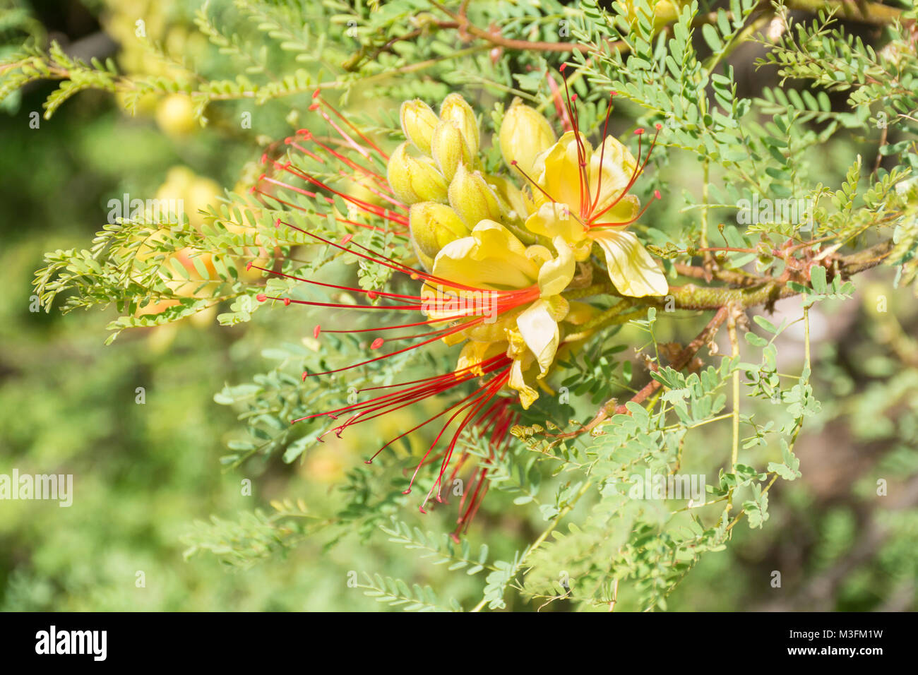 Caesalpinia gilliesii, yellow bird of paradise flower, Fabaceae family. Buenos Aires, Argentina Stock Photo