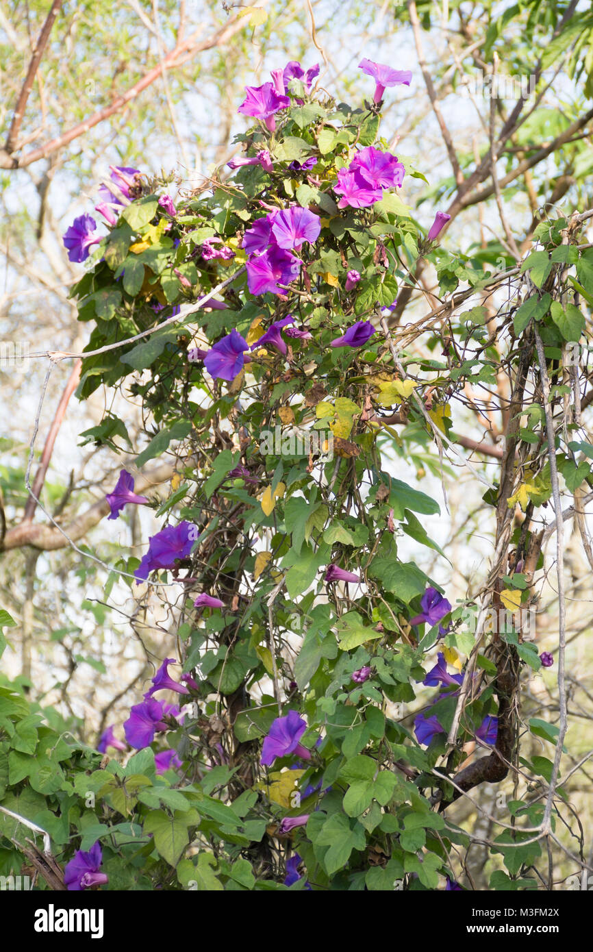 Morning glory flowers, Ipomoea indica Stock Photo