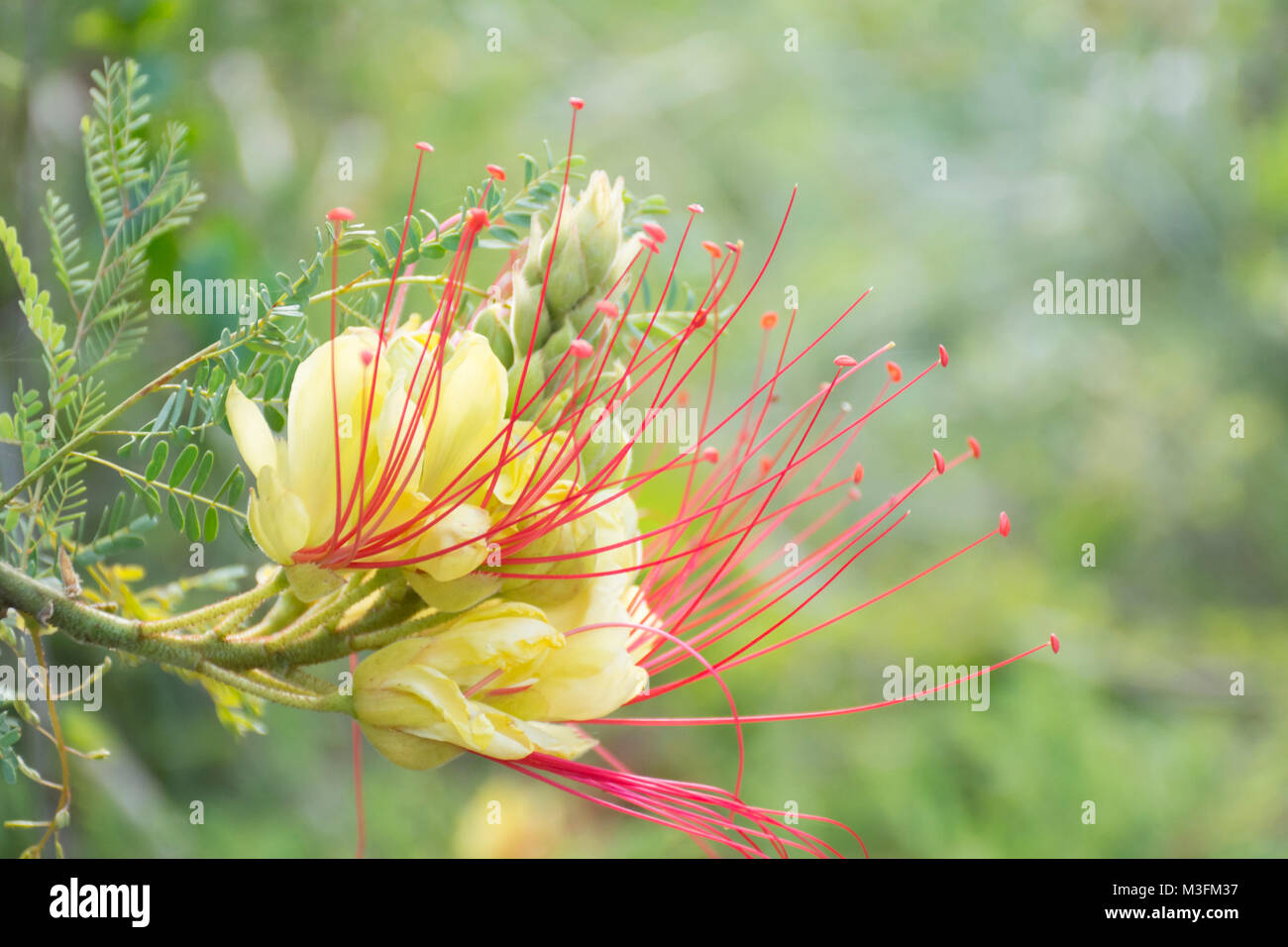 Caesalpinia gilliesii, yellow bird of paradise flower, Fabaceae family. Buenos Aires, Argentina Stock Photo