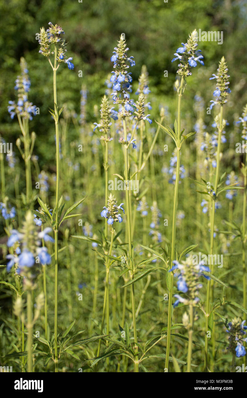 Bright blue bog sage (Salvia uliginosa) flowers, growing in Buenos Aires, Argentina Stock Photo