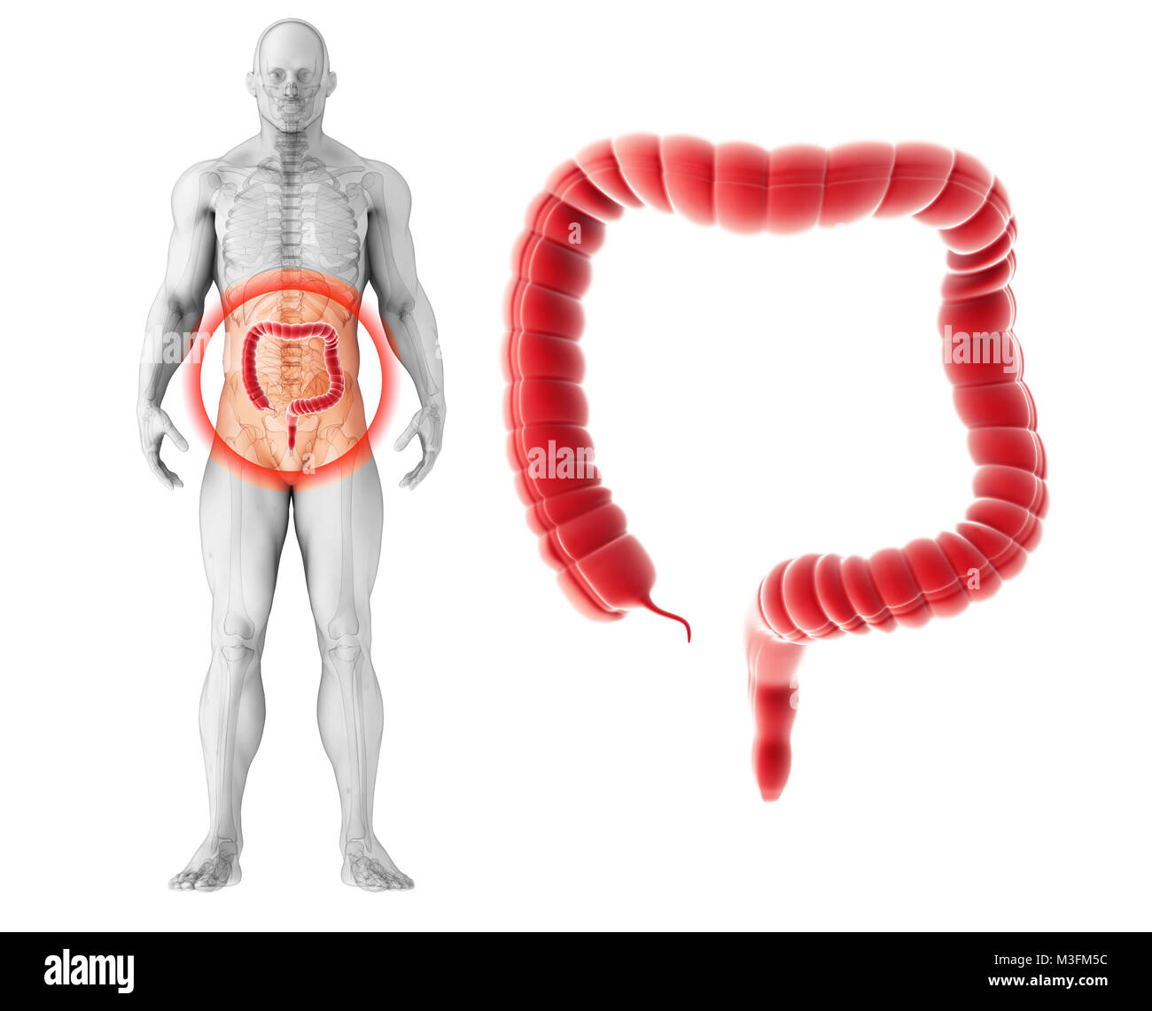 3D illustration of Large Intestine, Part of Digestive System. Stock Photo