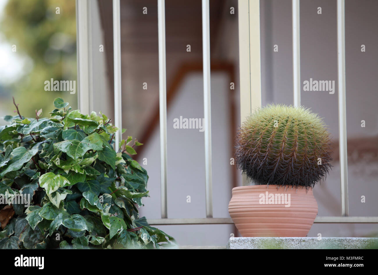 Cactus plant sill potted plant hi-res stock photography and images - Alamy