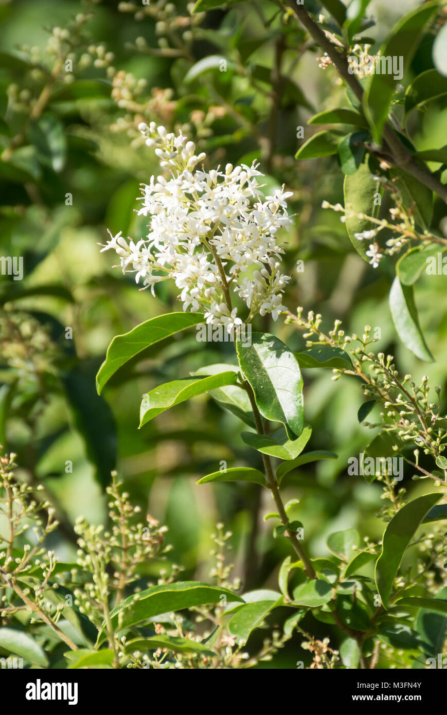 Ligustrum sinense (Chinese privet) in flower Stock Photo