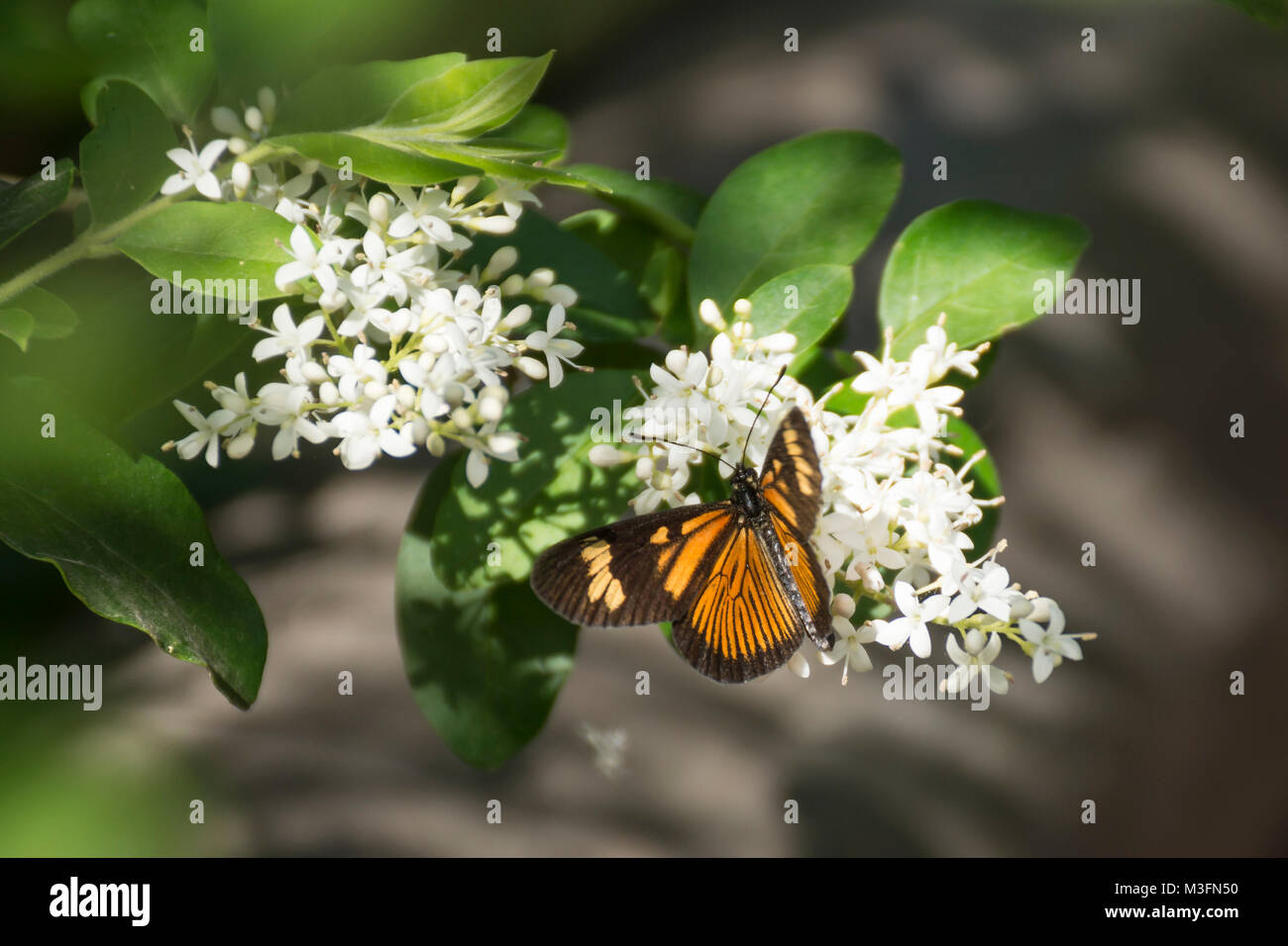 Actinote pellenea butterfly on chinese privet flowers (ligustrum sinense) Stock Photo