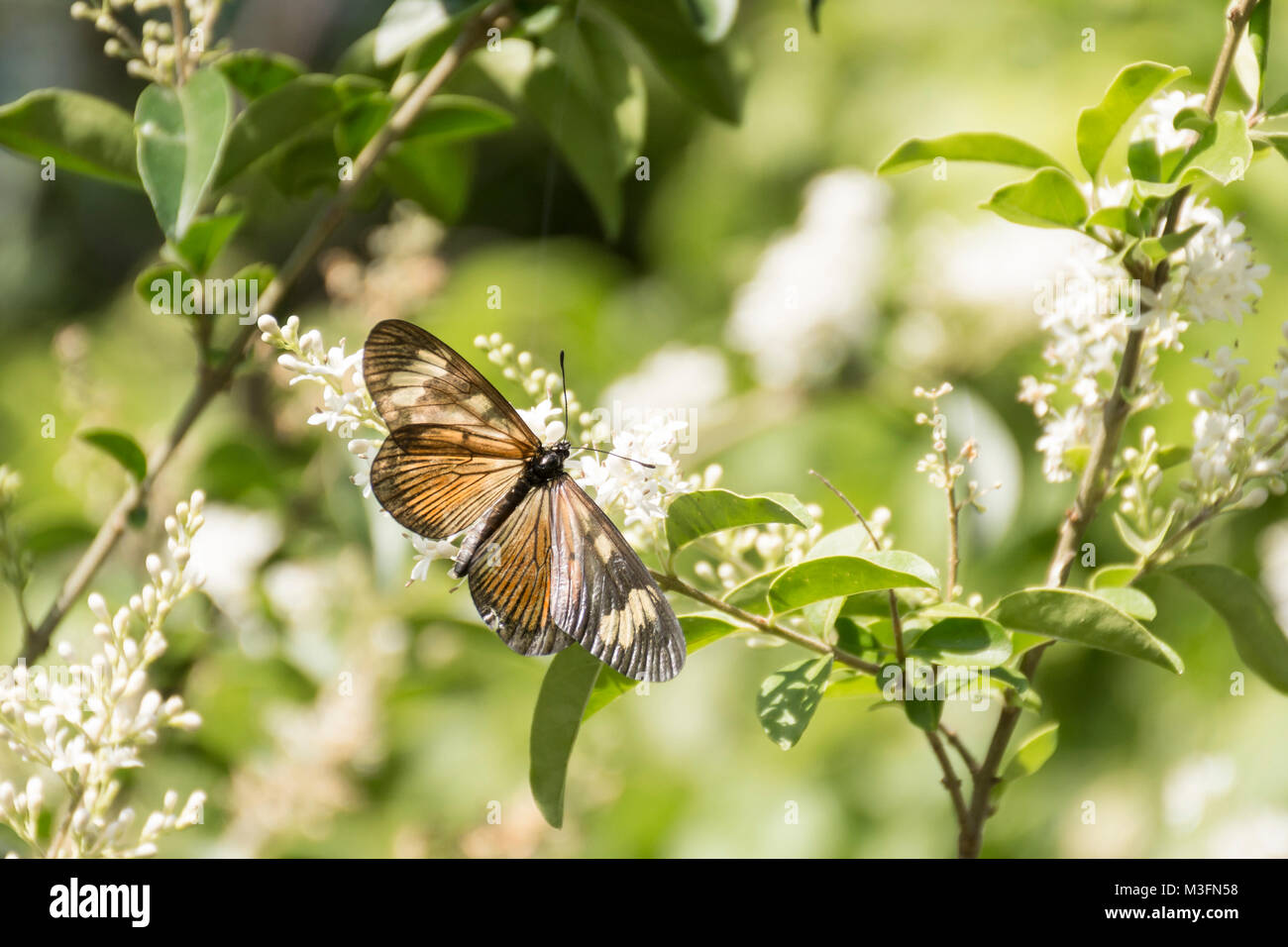 Actinote pyrrha butterfly on chinese privet flowers (ligustrum sinense) Stock Photo