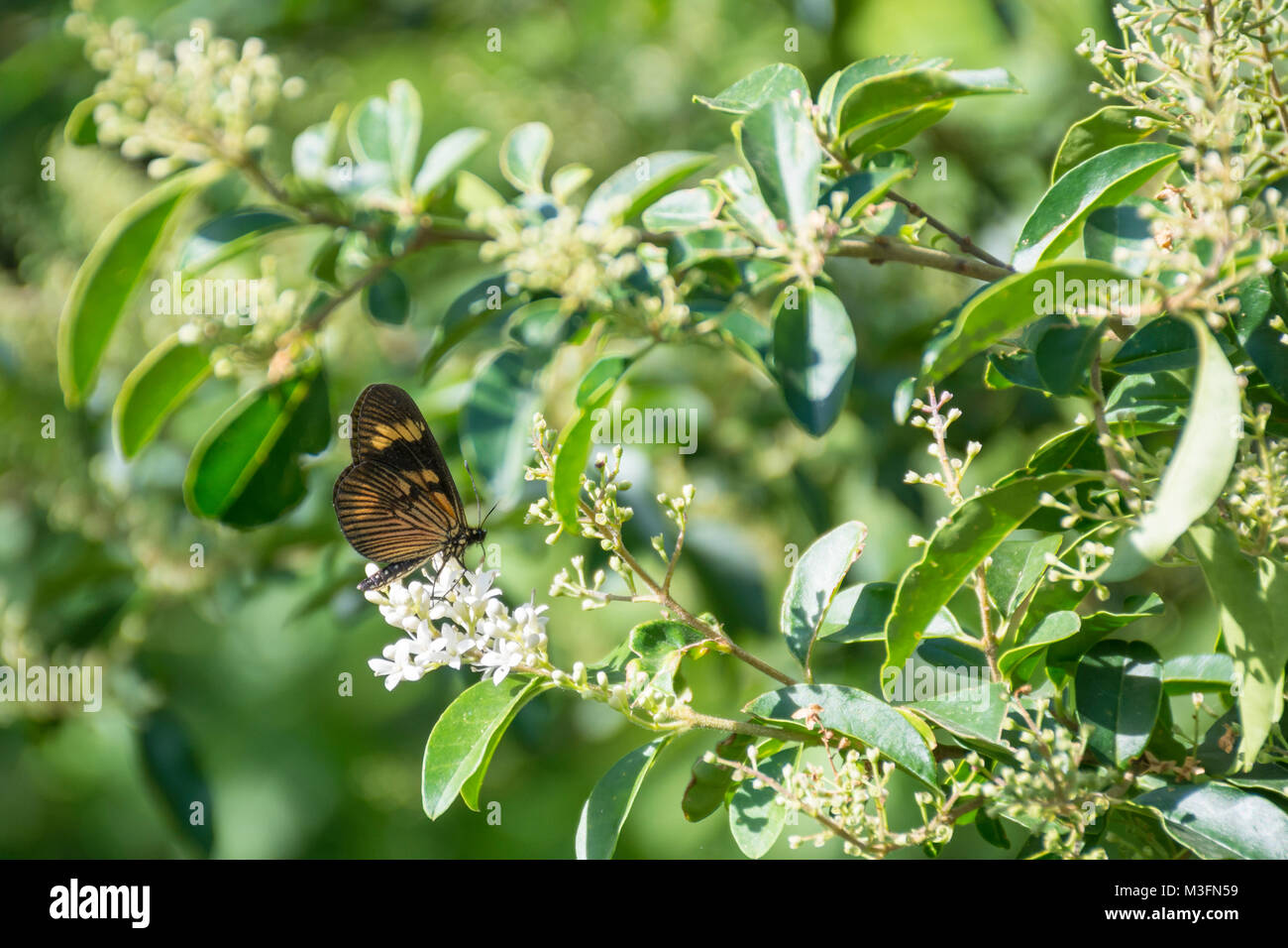 Actinote pyrrha butterfly on chinese privet flowers (ligustrum sinense) Stock Photo