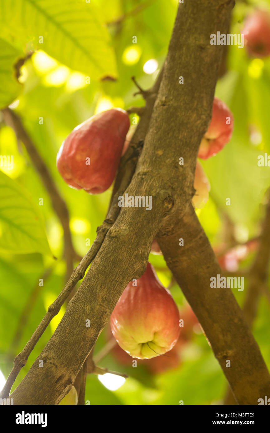 Jamaican Otaheite apple fruit in Ocho Rios, Jamaica, West Indies, Caribbean Stock Photo Alamy