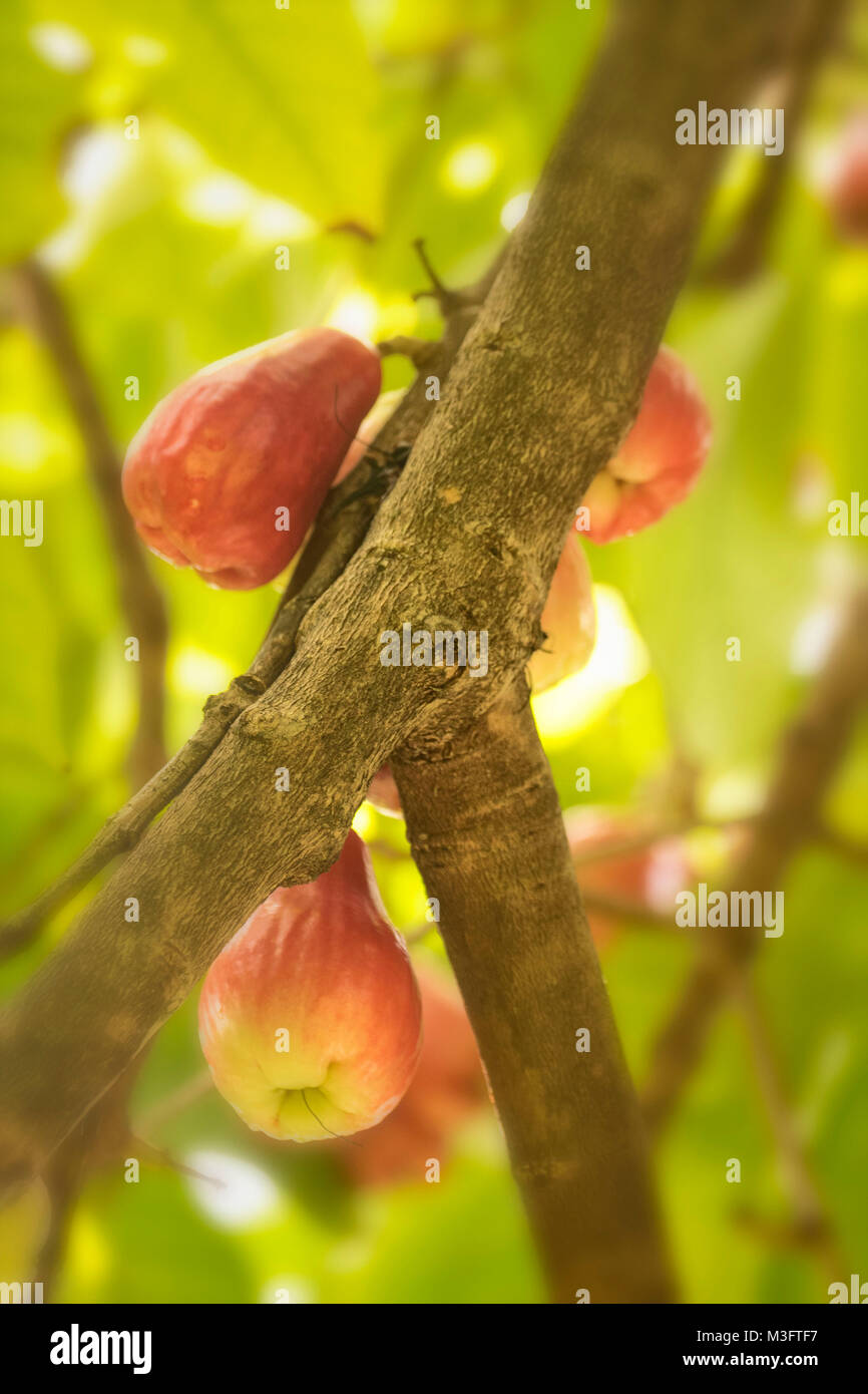 Jamaican Otaheite apple fruit in Ocho Rios, Jamaica, West Indies, Caribbean Stock Photo Alamy