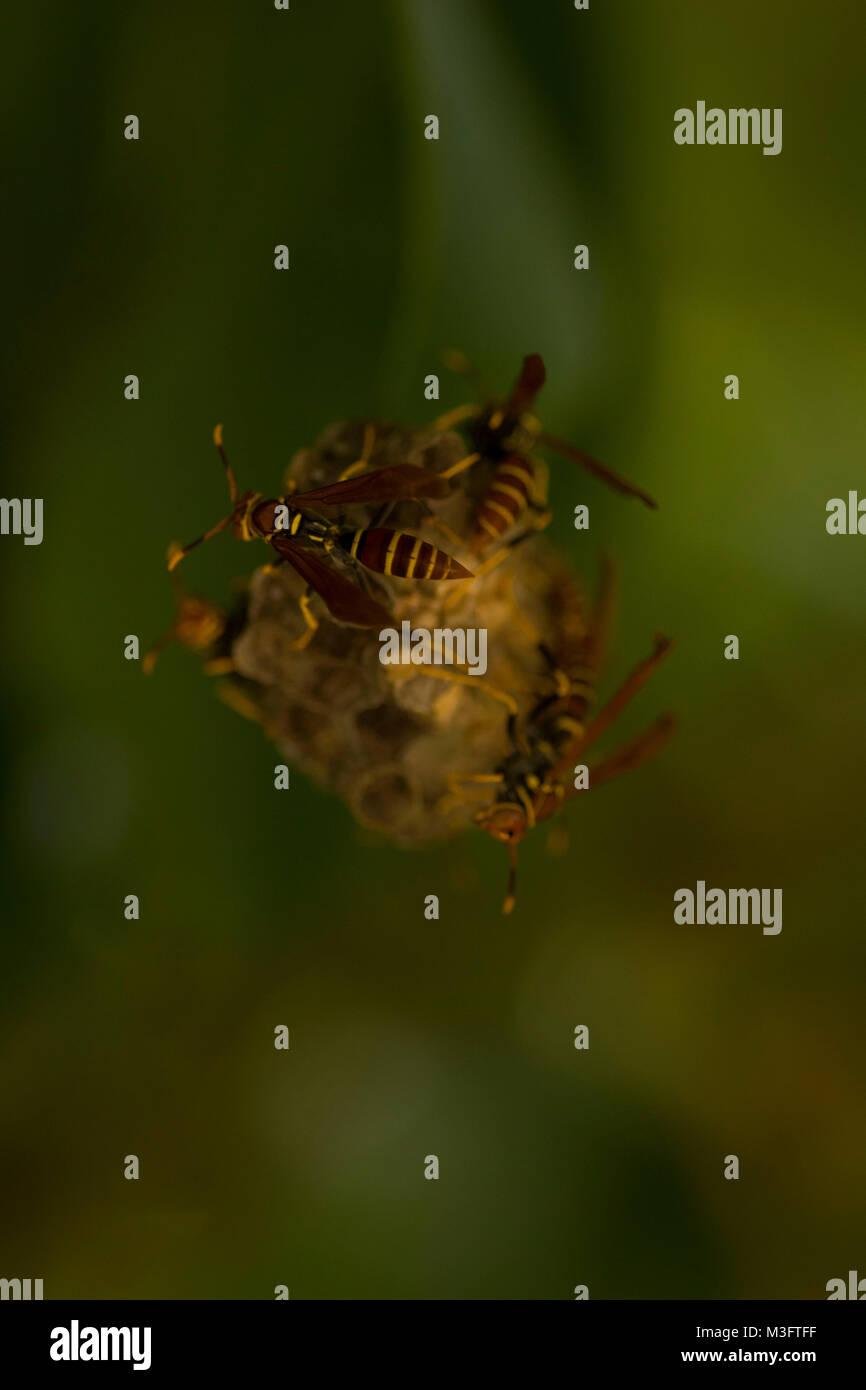 Ball of wasps in a ocheite apple tree, Ocho Rios, Jamaica, West Indies