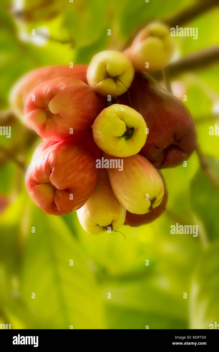 Jamaican Otaheite apple fruit in Ocho Rios, Jamaica, West Indies, Caribbean Stock Photo Alamy