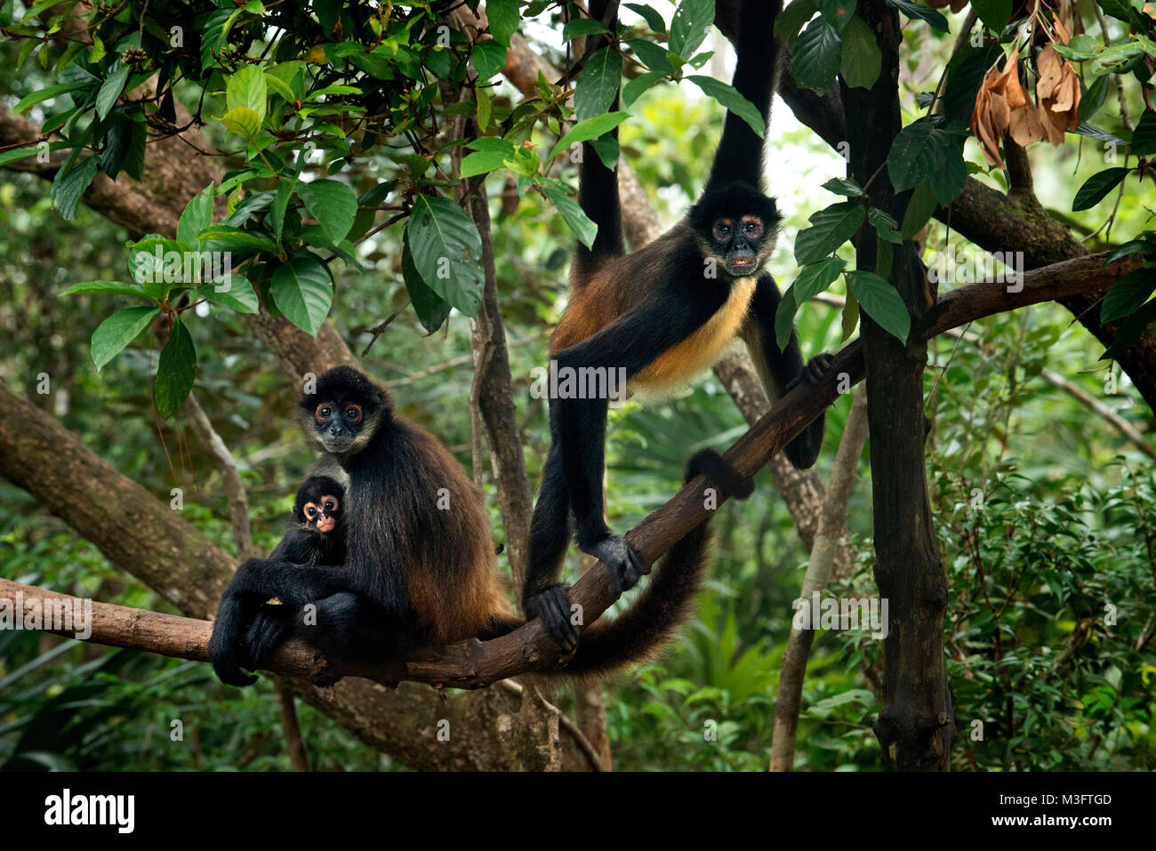 yucatan-geoffroy-s-spider-monkeys-ateles-geoffroyi-taking-sunbath-in
