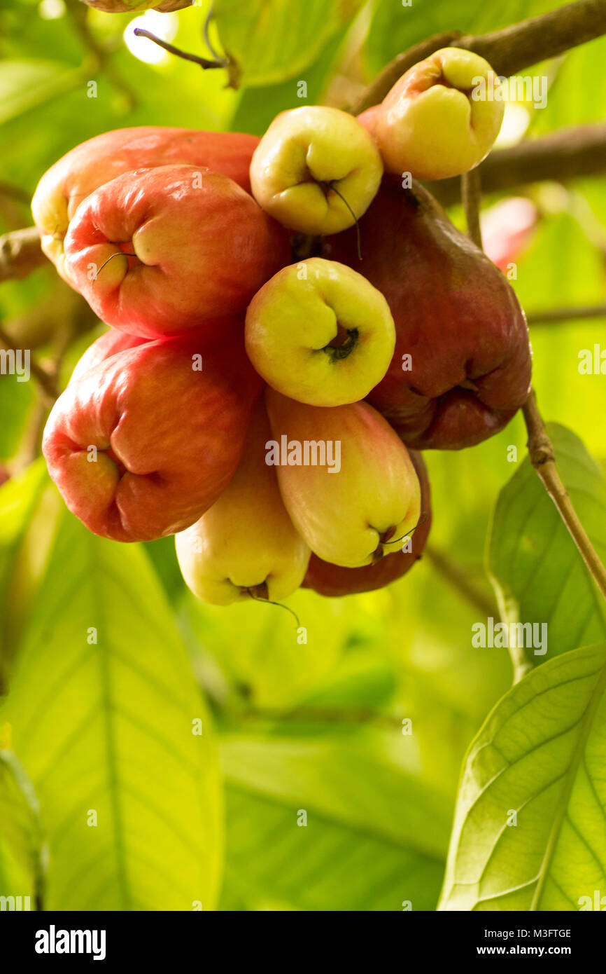 Jamaican Otaheite apple fruit in Ocho Rios, Jamaica, West Indies, Caribbean Stock Photo Alamy