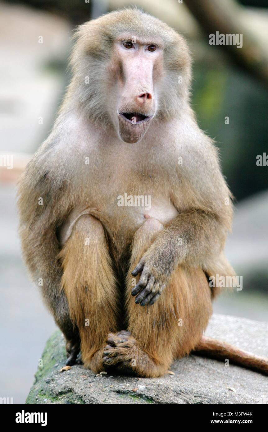 Affen im Zoo Stock Photo - Alamy