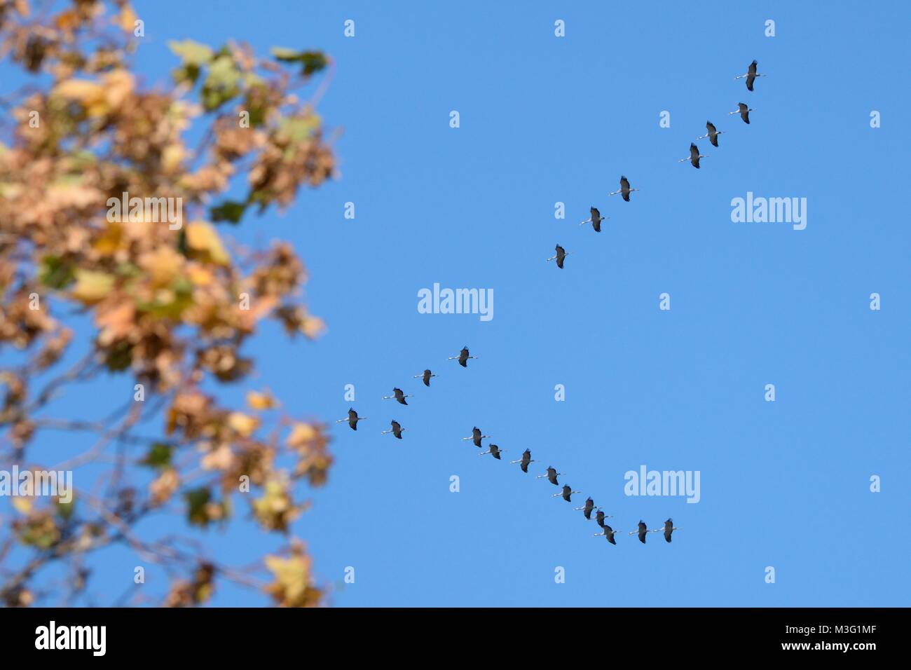 Flock of migrant Eurasian Cranes (Grus grus) in flight overhead, passing autumnal trees, Matsalu National Park, Haeska, Estonia, September. Stock Photo