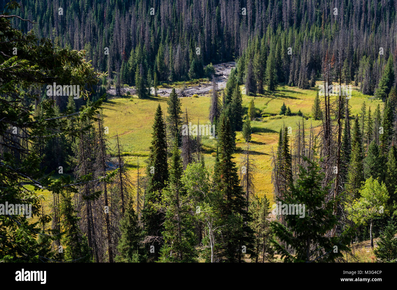 High elevation pastures are used by many species of wildlife in the summer.  Sylvan Pass.  Yellowstone National Park, Wyoming, USA Stock Photo