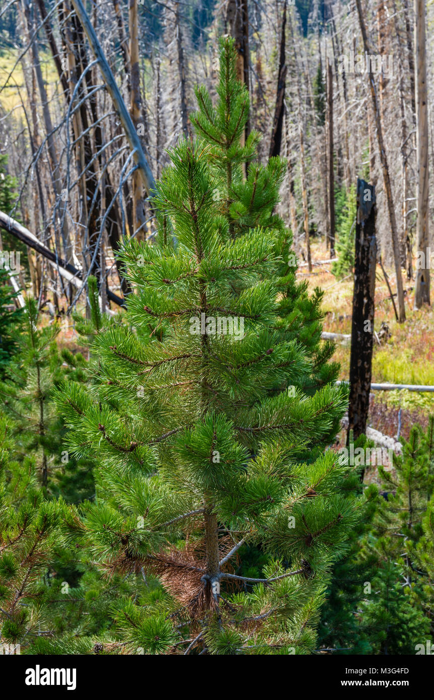 New growth Lodgepole Pine in a burnt off area of Yellowstone.  Yellowstone National Park, Wyoming, USA Stock Photo