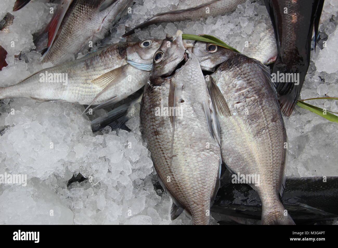 Fish Spearfishing competition catch Stock Photo Alamy