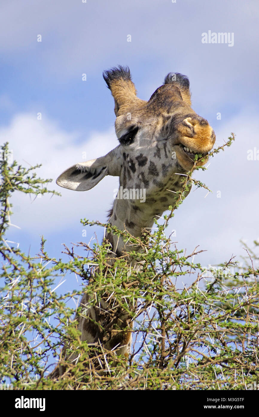Giraffe biting on thorn tree in south Serengeti Plains of Tanzania. Stock Photo