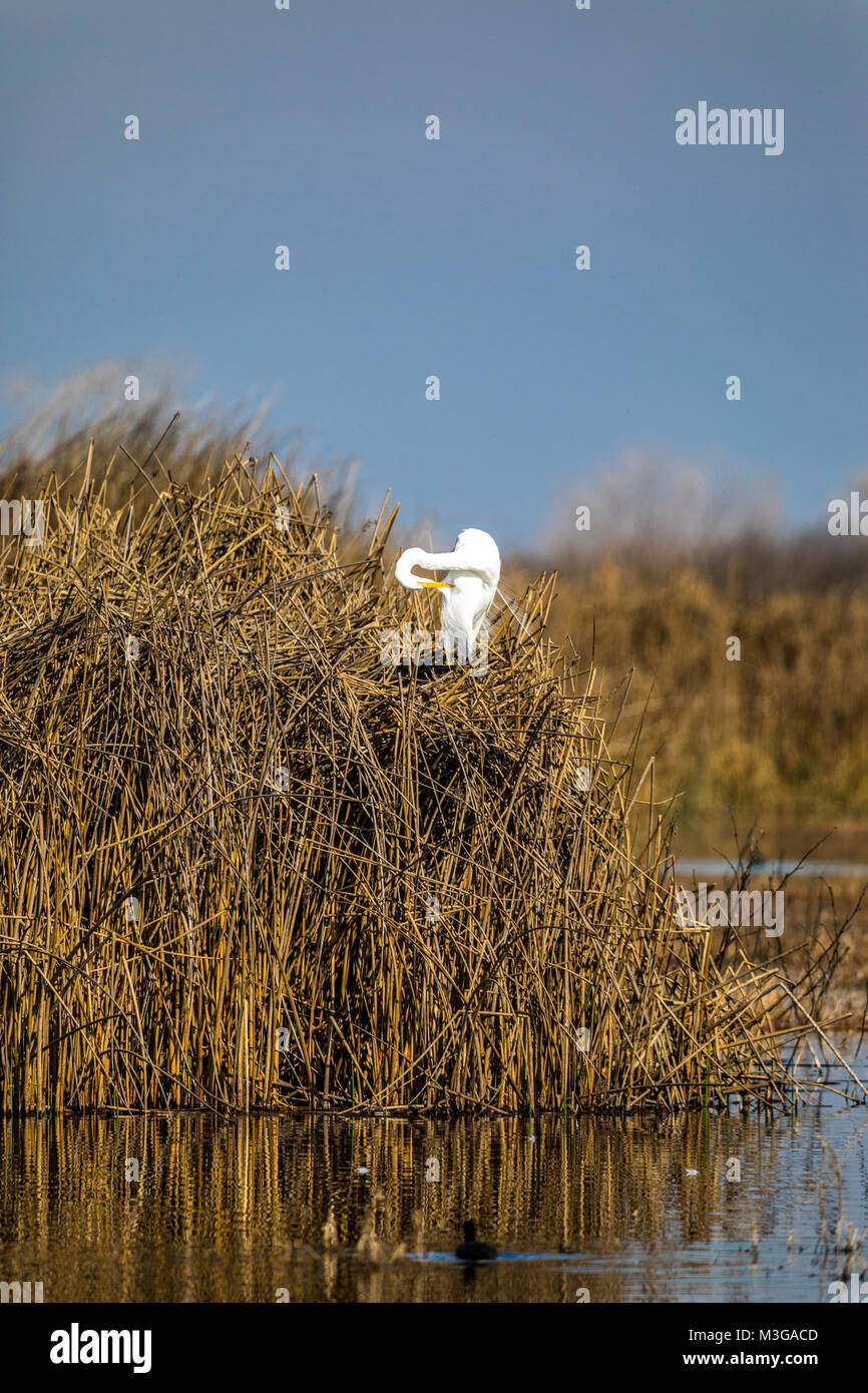 At the Merced National Wildlife Refuge in the Central Valley of ...