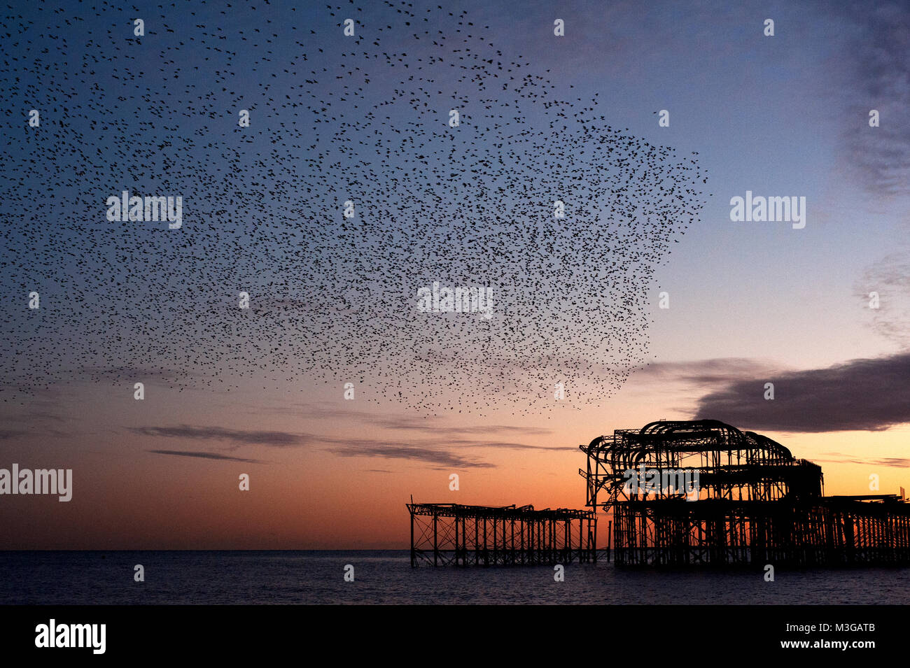 Murmuration over the ruins of Brighton's West Pier on the south coast of England. A flock of starlings swoops over the pier at sunset before roosting. Stock Photo