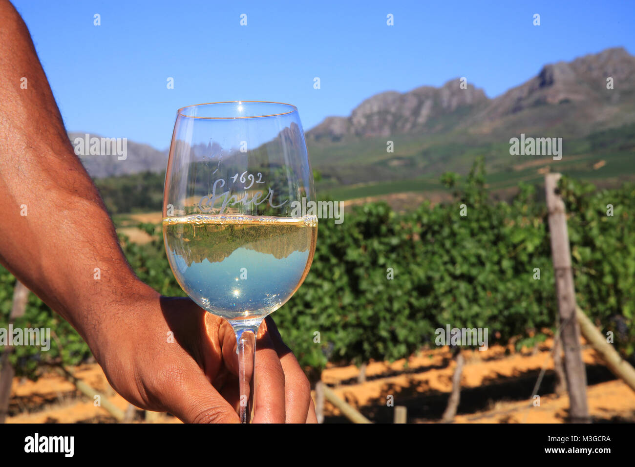 Glass of wine at the vineyards in the Cape Winelands around