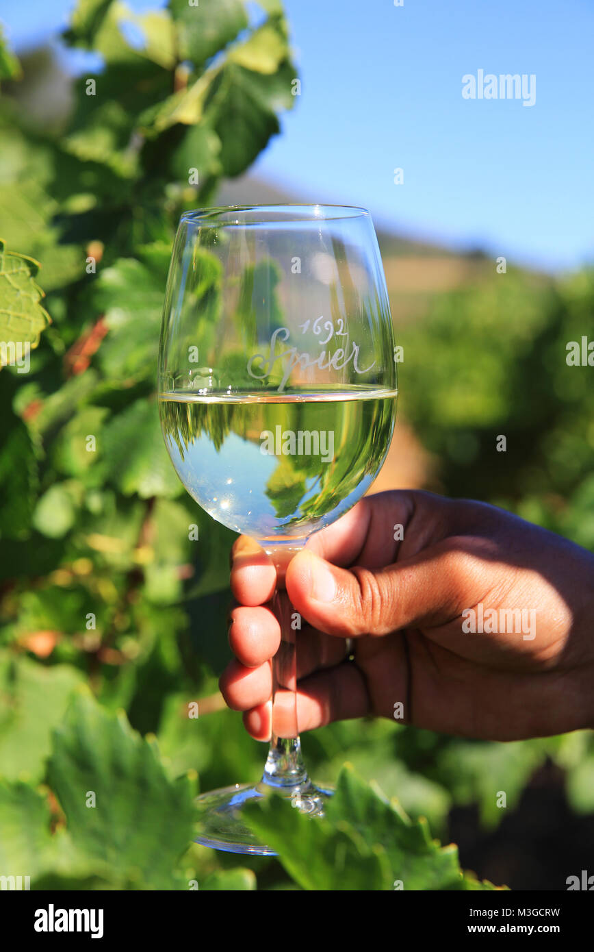 Glass of wine at the vineyards in the Cape Winelands around