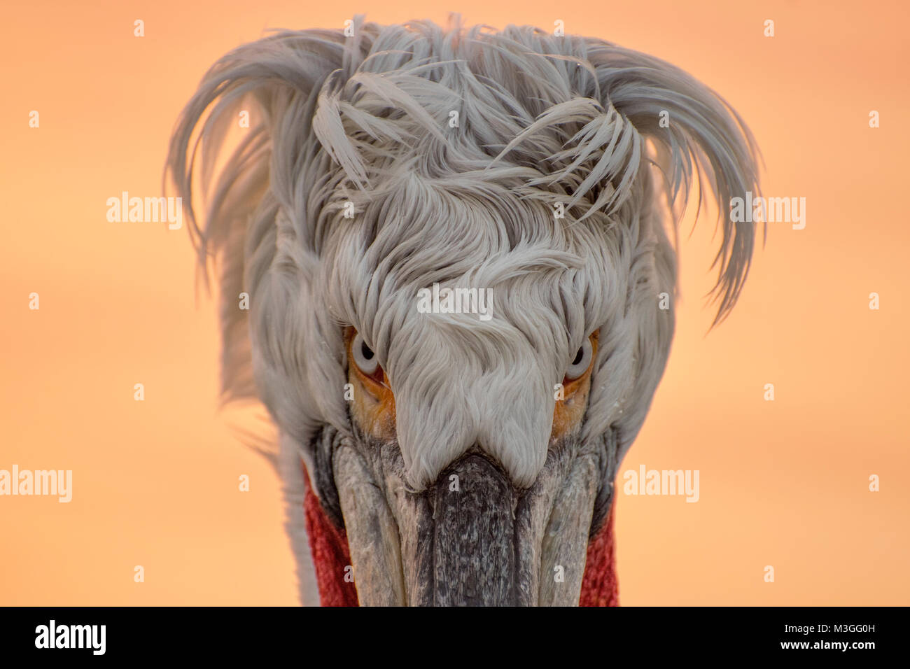 Dalmatian pelican portrait Stock Photo