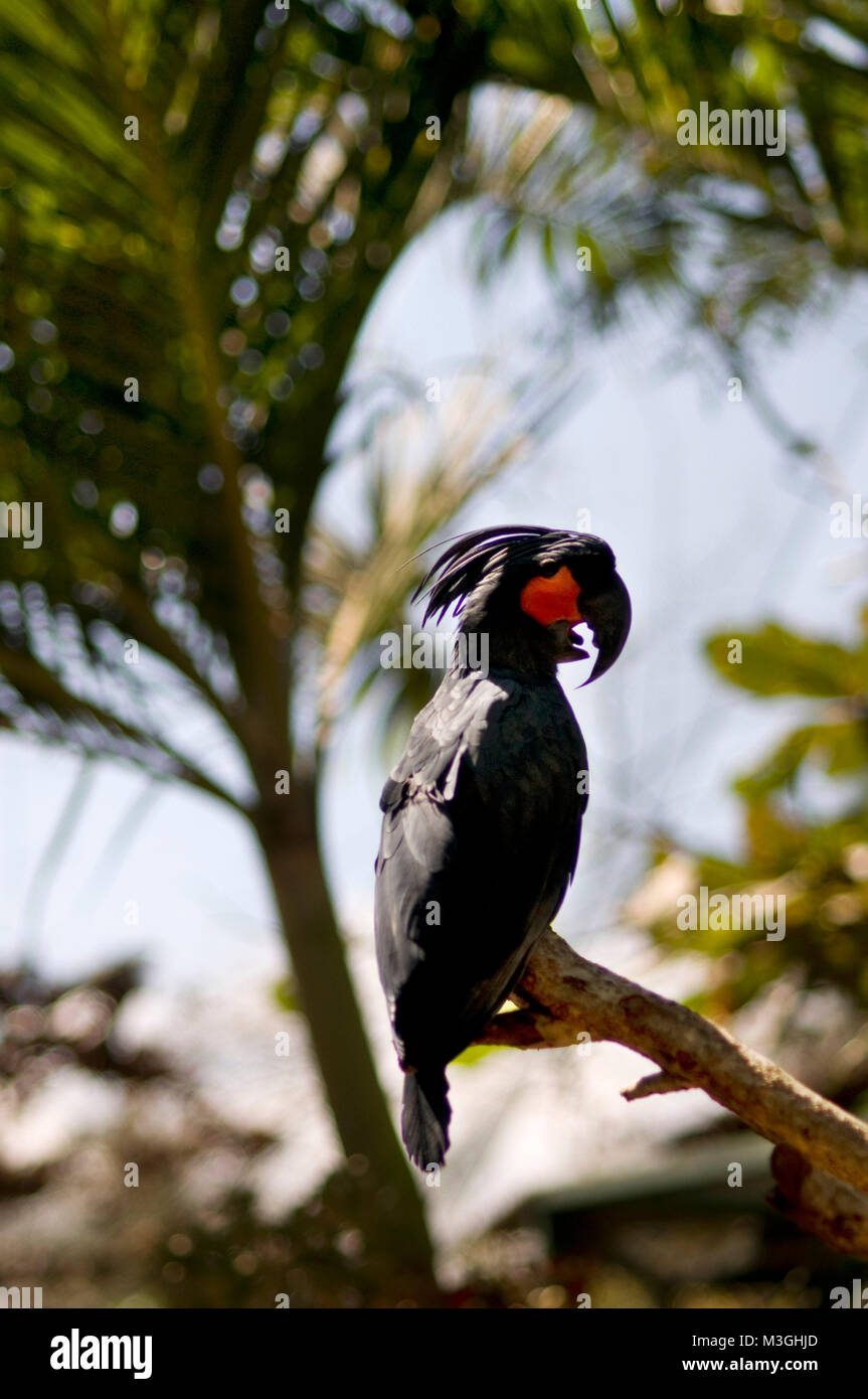 Palm cockatoo or Arakakadu, Probosciger aterrimus in Bird Park. Sunset at Gili Meno Island. Lombok, Indonesia.  Entrance to the ornithological Park of Stock Photo