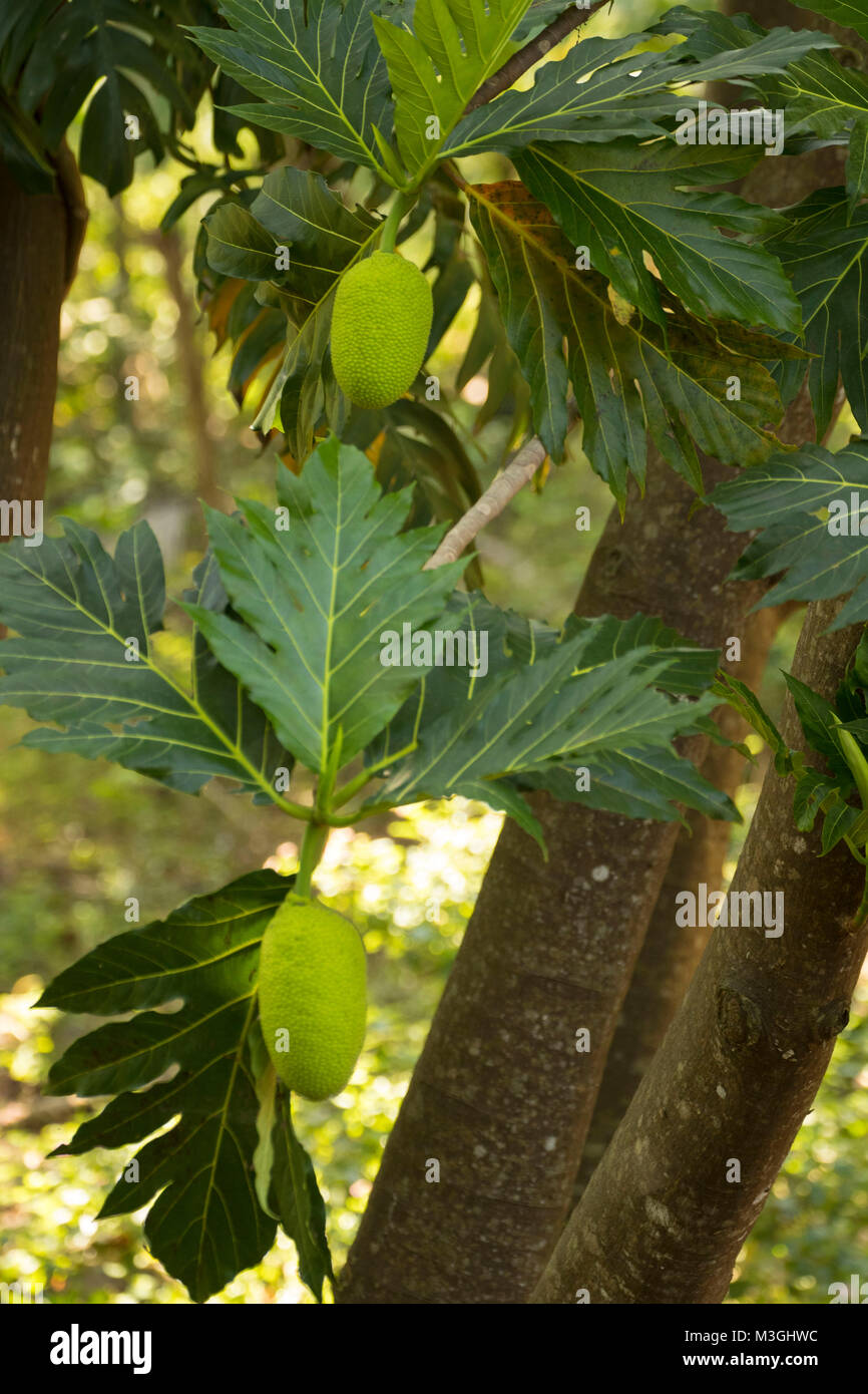 Breadfruit Plant High Resolution Stock Photography and Images Alamy