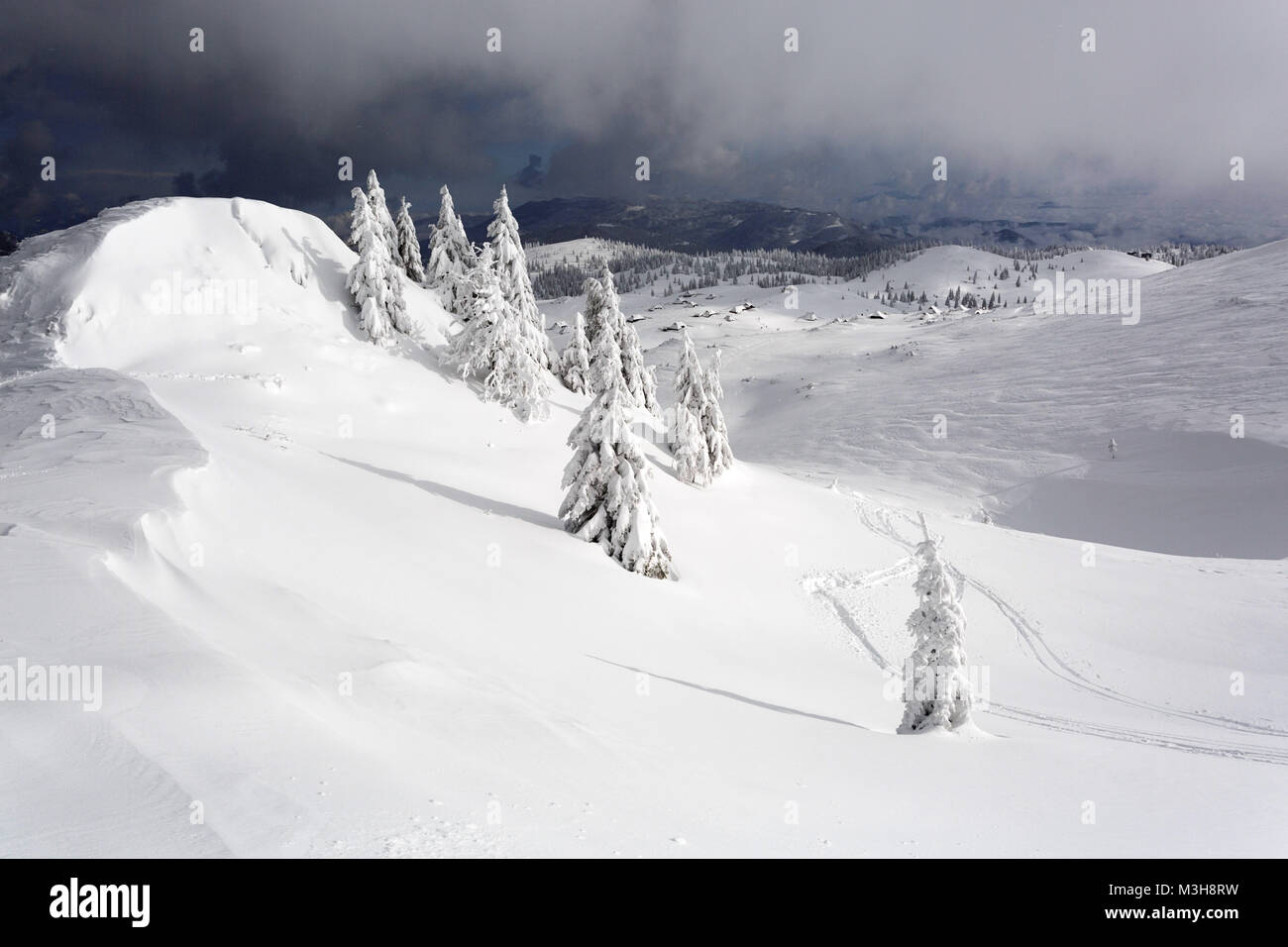 Snow covered pine trees in winter wonderland in mountain landscape ...