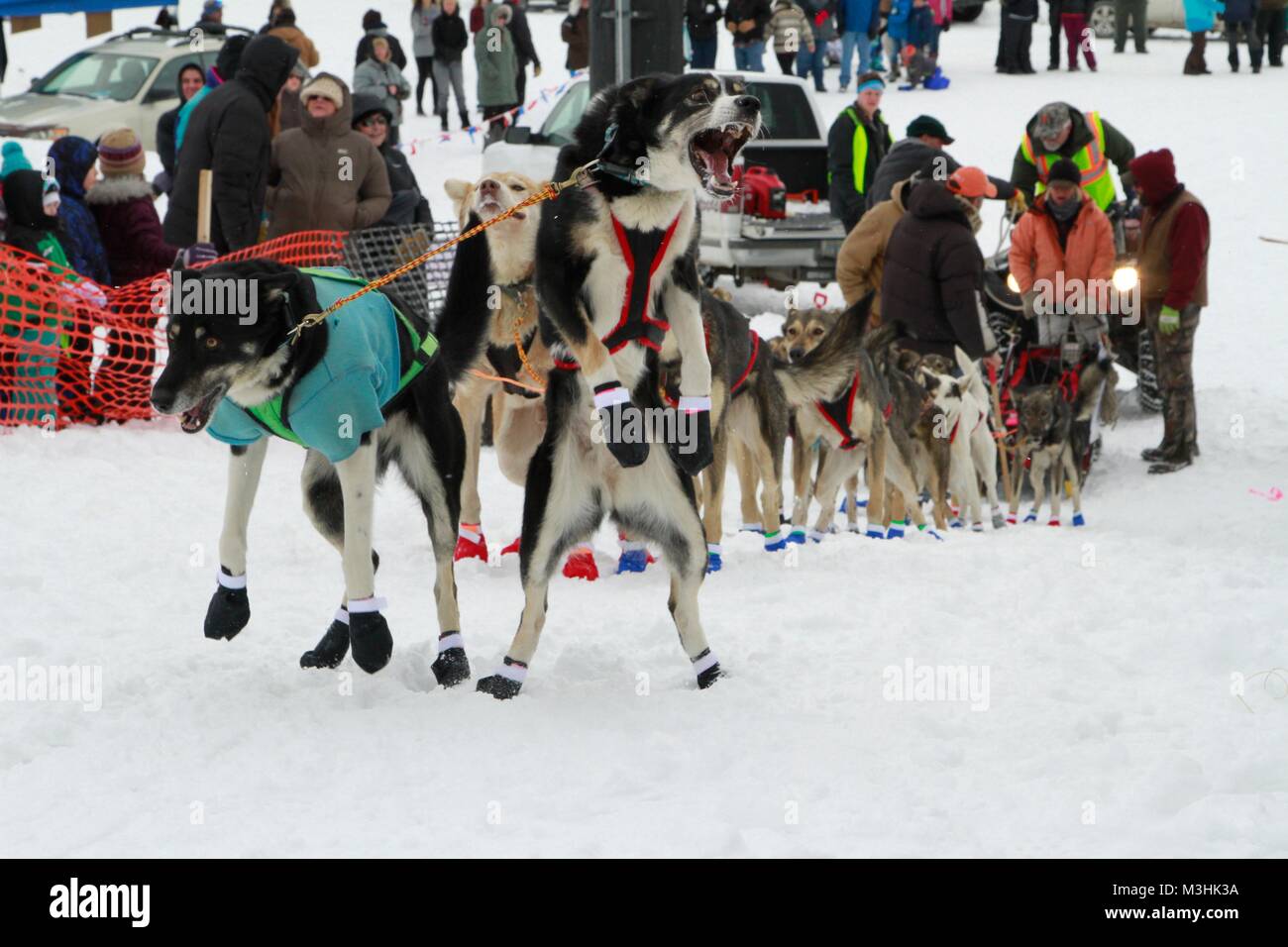 Race to the Sky 2018, Montana's Premier Sled Dog Races, Lincoln ...