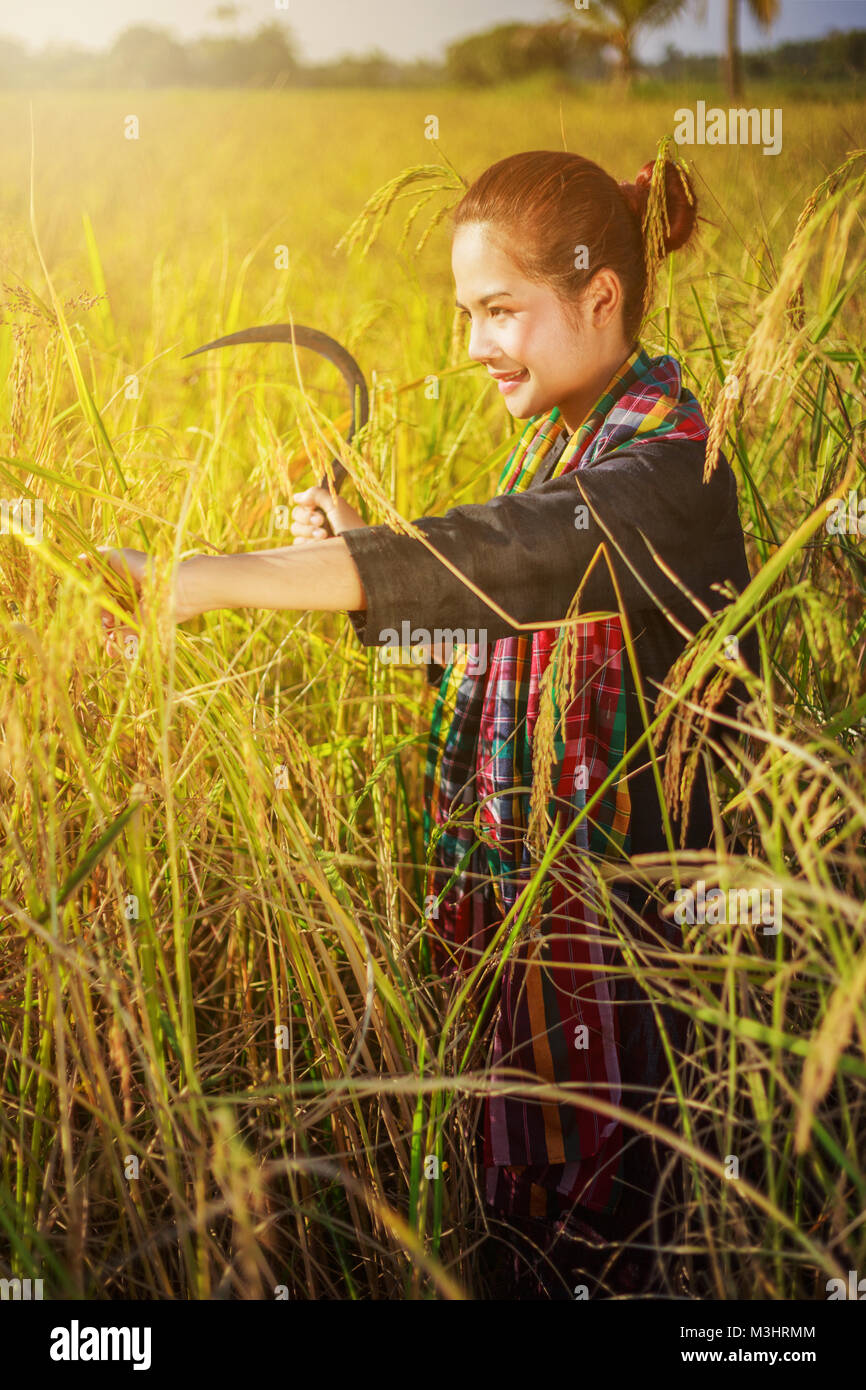 sickle for harvesting rice