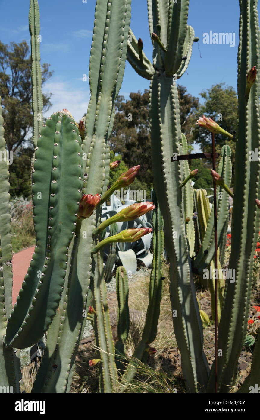 Cactus growing slowly opening flowers Stock Photo Alamy