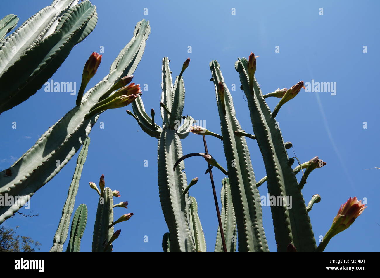 Cactus growing slowly opening flowers Stock Photo Alamy