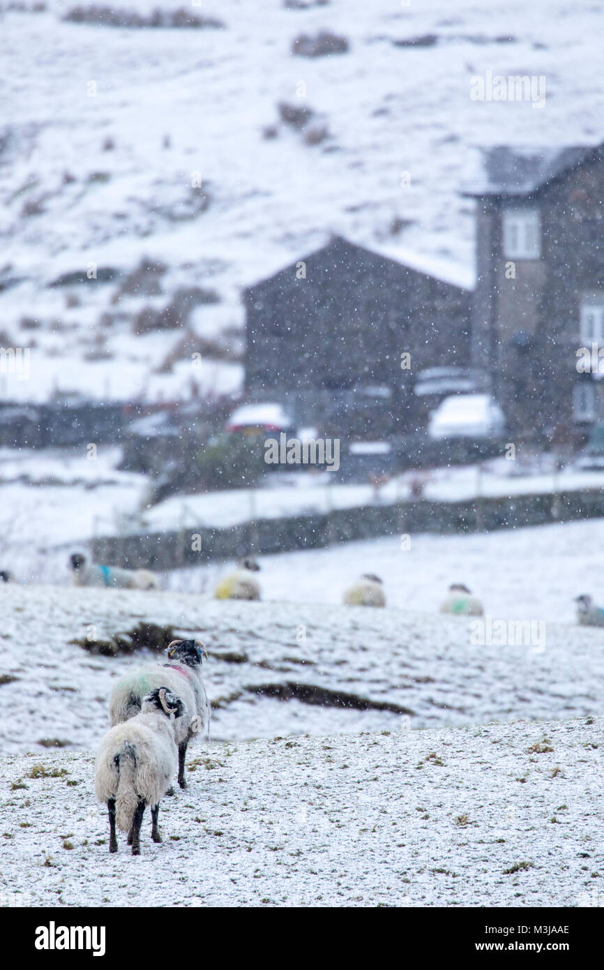 Sheep snow covered in a field on a farm in the village of Troubeck in Cumbria, England, UK part of the English Lake District Stock Photo