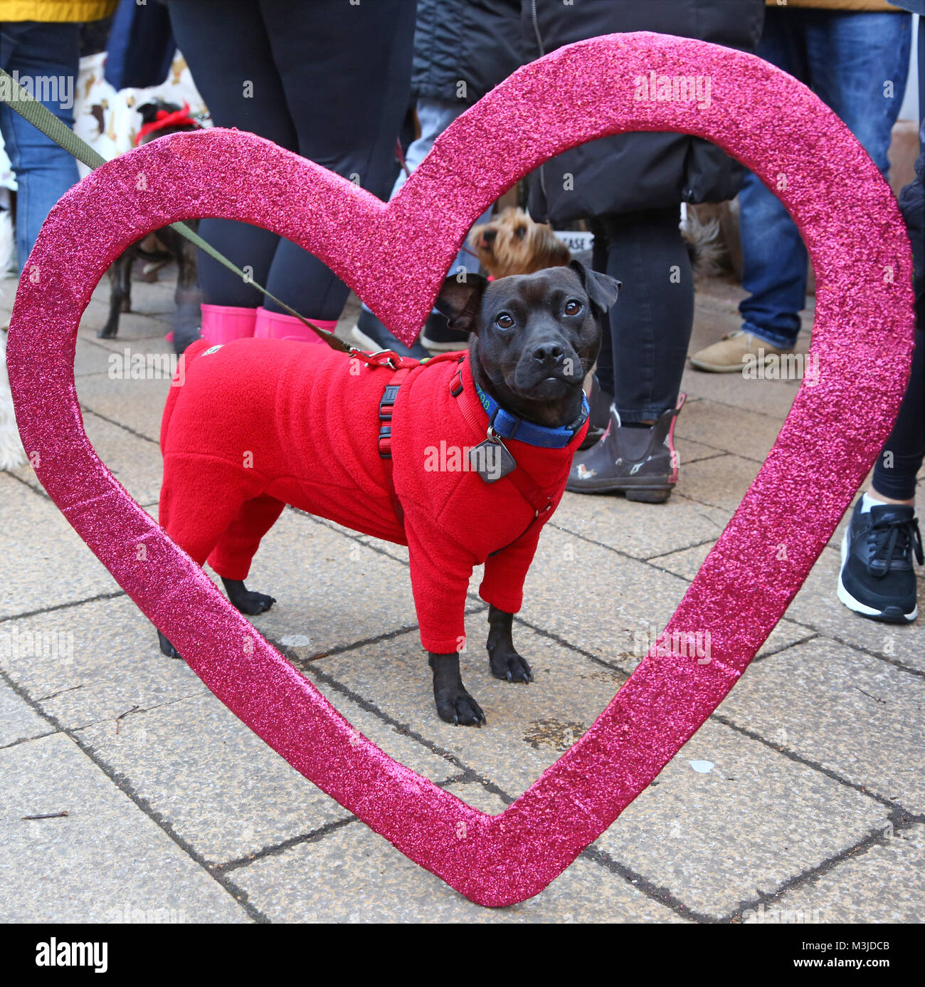 London, UK. 11th February 2018. Tess the Patterdale Terrier in a love heart at the All Dogs Matter Valentine's Dog Walk, Hampstead Heath, London to celebrate Valentines Dog and in aid of the charity which houses and re-homes homeless dogs via their website  Credit: Paul Brown/Alamy Live News Stock Photo