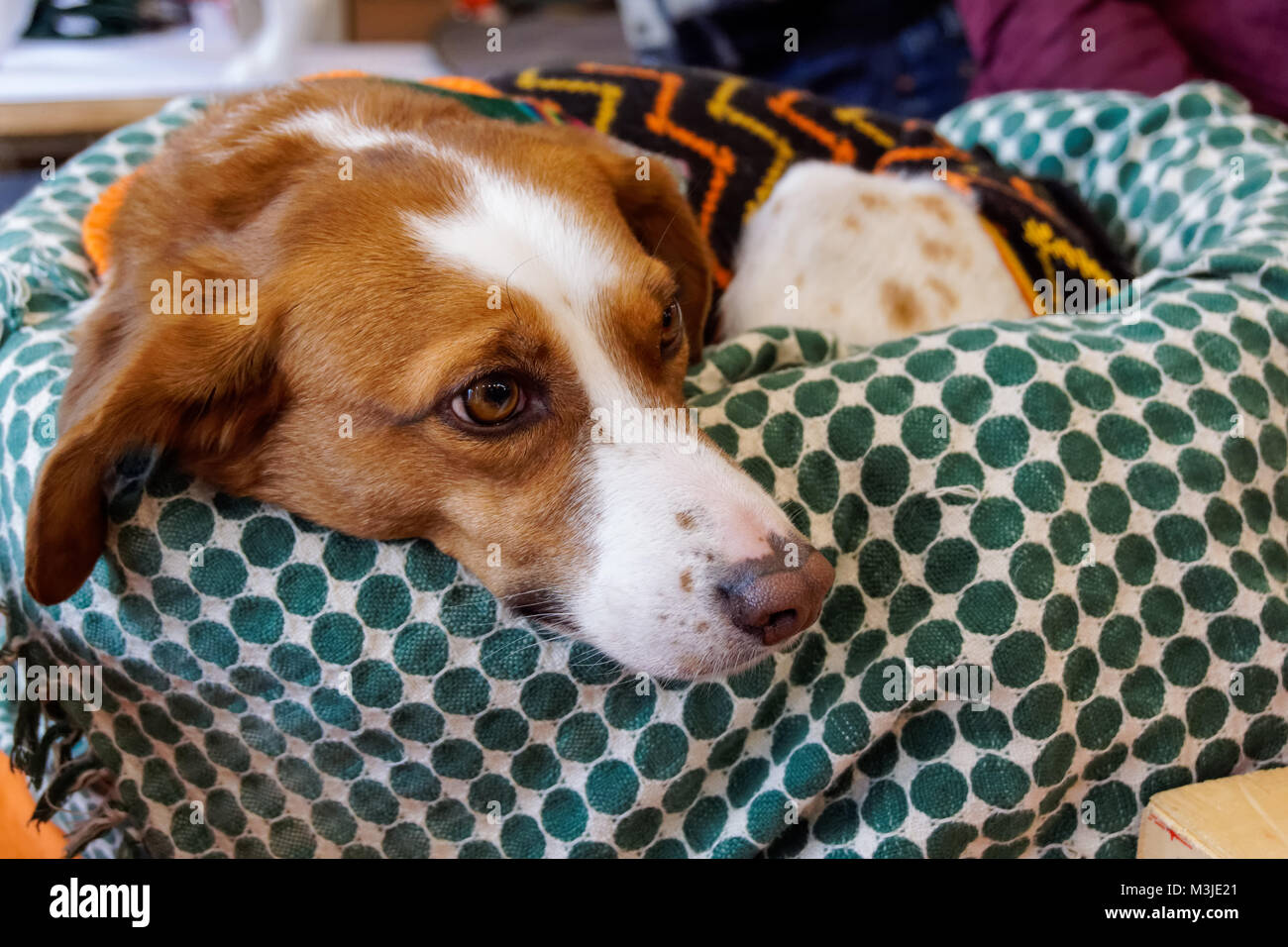 Dog in warm coat lying in a basket Stock Photo