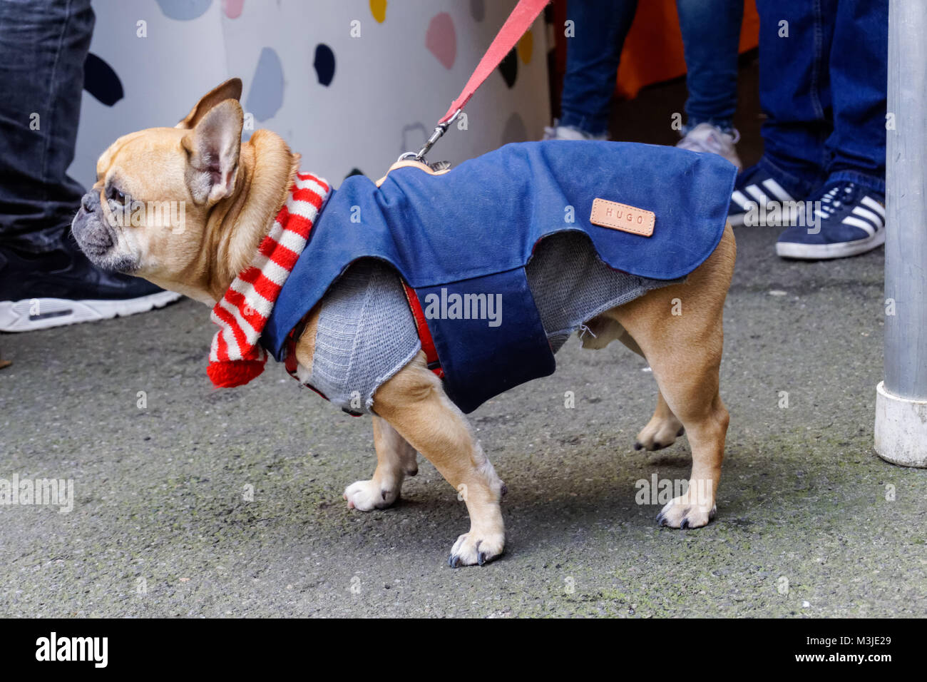 French Bulldog in warm coat at Netil Market in Hackney, London, England, United Kingdom, UK Stock Photo