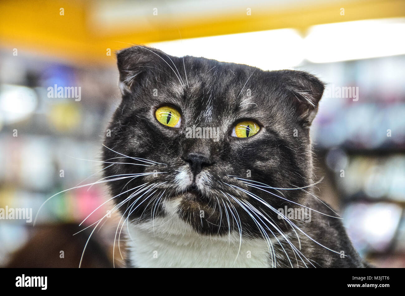 Funny Cat Portrait Stock Photo